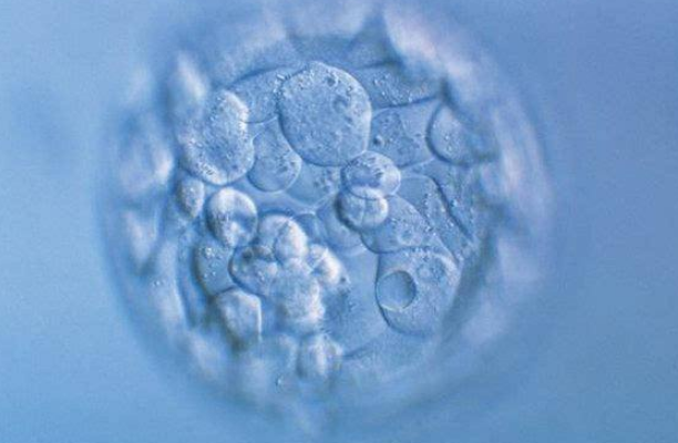 胚胎质量会影响试管移植的成功率