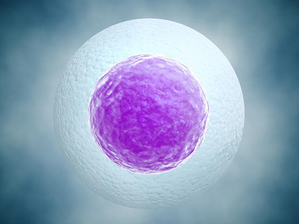 三代试管移植囊胚成功率？
