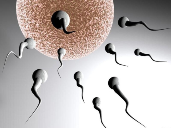 男性备孕精子要攒几天呢？
