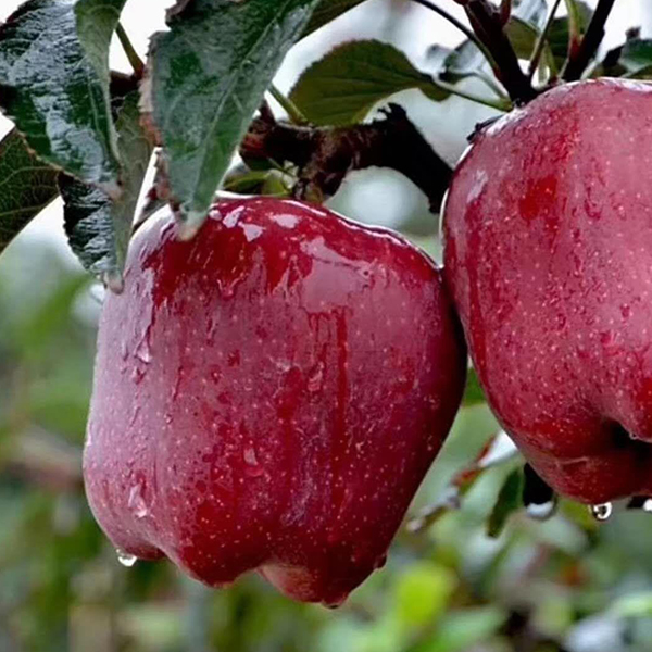 葡萄杨桃油桃桃子三月红荔枝荔枝橘红柚柚子美人指提子黑美人西瓜西瓜