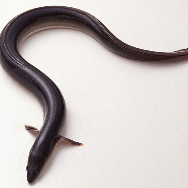 鳗鱼又名青鳝,白鳝,白鳗等,外形类似于蛇,没有鳞片,虽然外形奇特,但