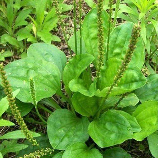 猪肺汤粥类赤豆元宵其他类菜花香椿炒蛋百合百合特殊营养食品食补食疗