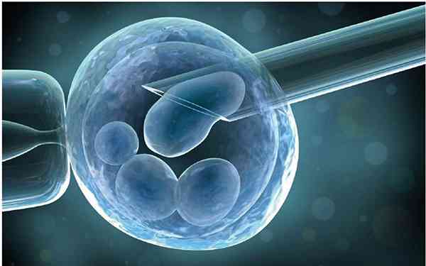 囊胚4bc是精子差还是卵子差？