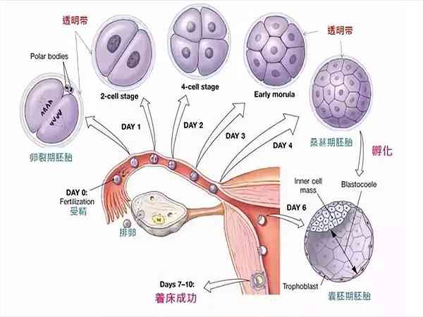 囊胚移植后1到14天变化是怎样的？