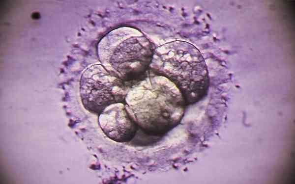 4ab囊胚移植成功率多高？