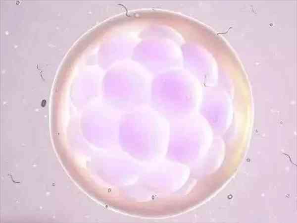 囊胚5bc是什么级别？