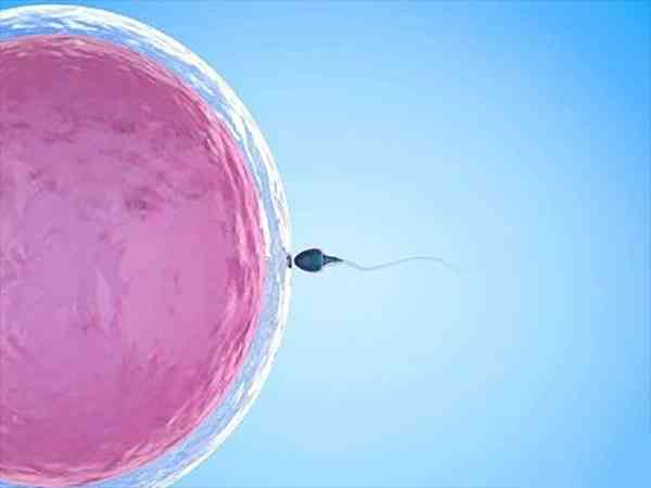 移植鲜胚几天能测到？