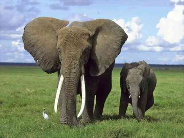 孕妇梦见大象是胎梦吗？