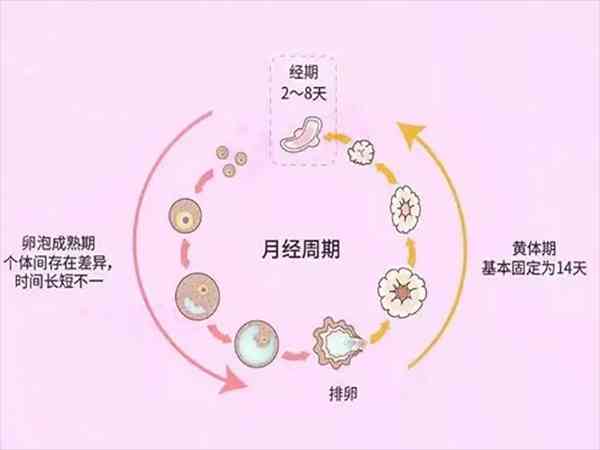 黄体期促排卵方案流程是怎样的？