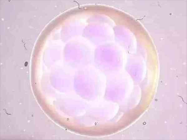 5bc的囊胚质量怎么样？