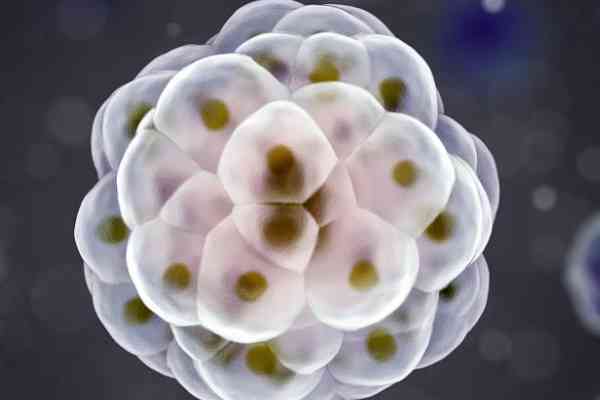 养囊级别最高的是什么囊胚？