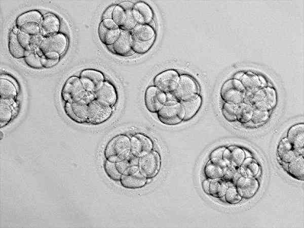 胚胎等级低为什么反而成功了？