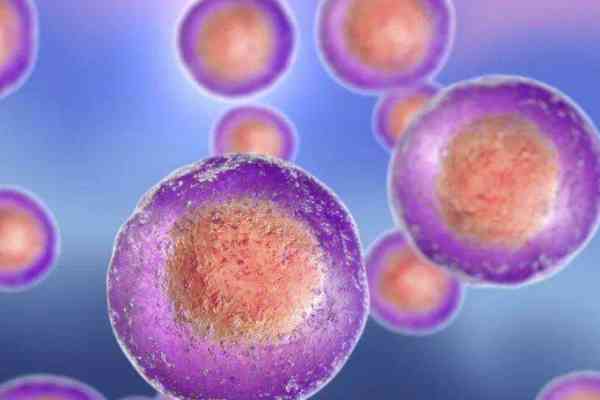 鲜胚10细胞是什么级别?