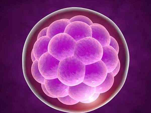 移植两个一级胚胎成功率高吗？