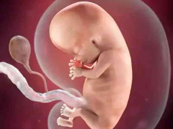 囊胚发育越快越可能是男孩吗？
