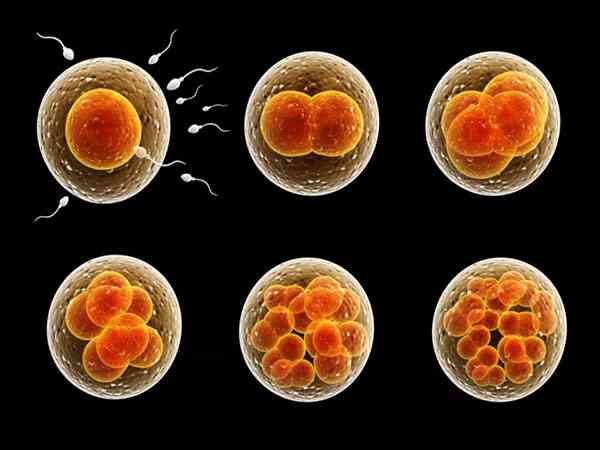 二级胚胎有必要养囊吗？