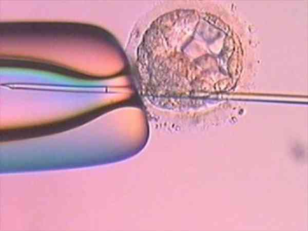四级胚胎到底可不可移植？