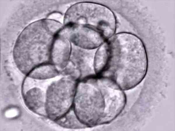 如果都是四级胚胎怎么办？