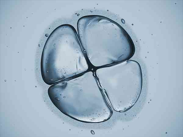 6AB囊胚移植成功率有多高？