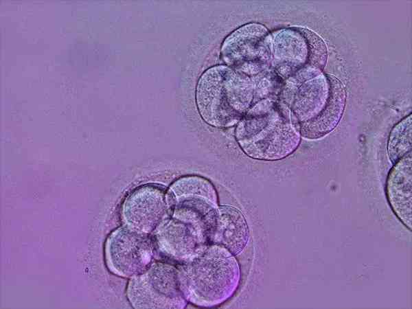 5ca囊胚相当于几级胚胎？