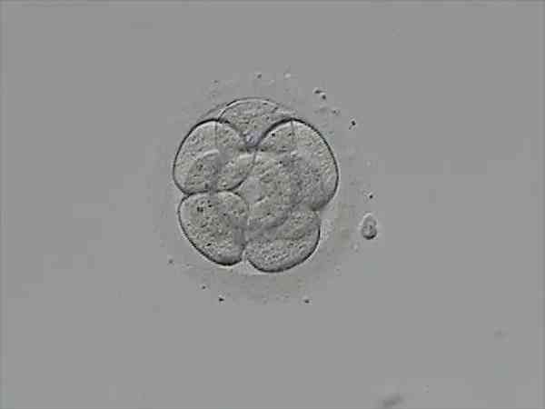 8c2胚胎是什么级别？