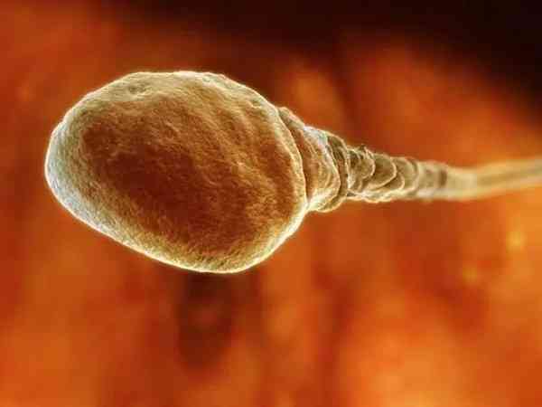 基因突变跟精子有关系吗？