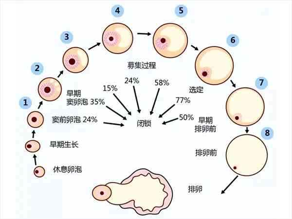 卵泡GV期和M1期哪个更严重？