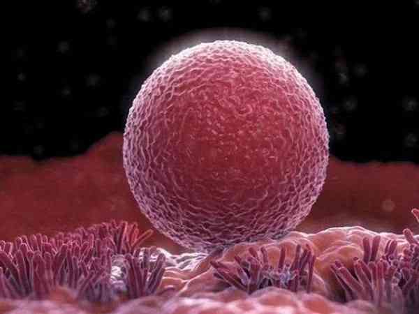 7细胞三级胚胎移植成功率高吗？