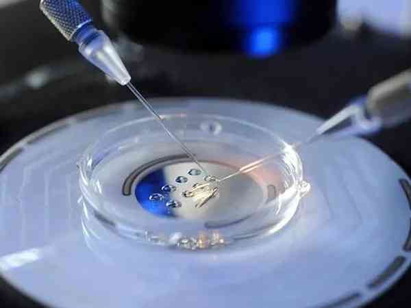 8细胞2级胚胎养囊成功率高吗？