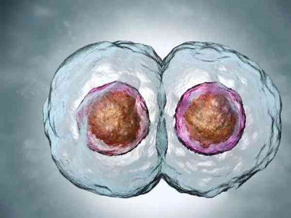 囊胚是放子宫哪个位置好？