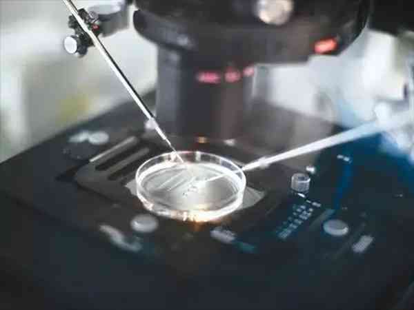 冻胚解冻养囊胚的成功率有多少？
