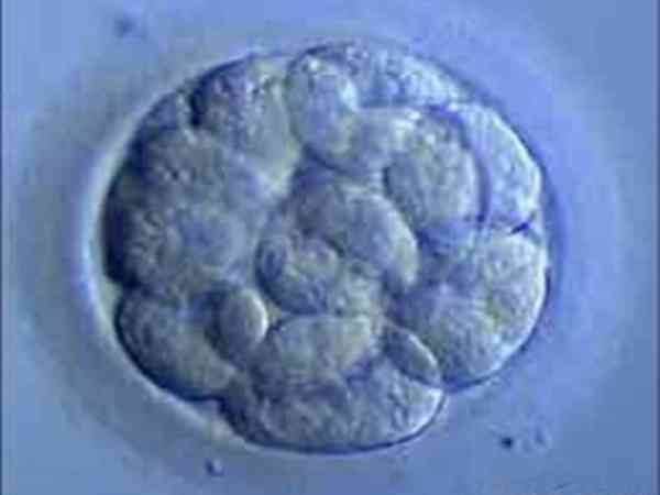 桑椹胚可以性别鉴定吗？