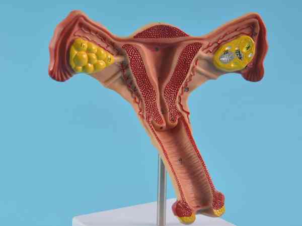 试管婴儿会影响女性卵巢功能吗？