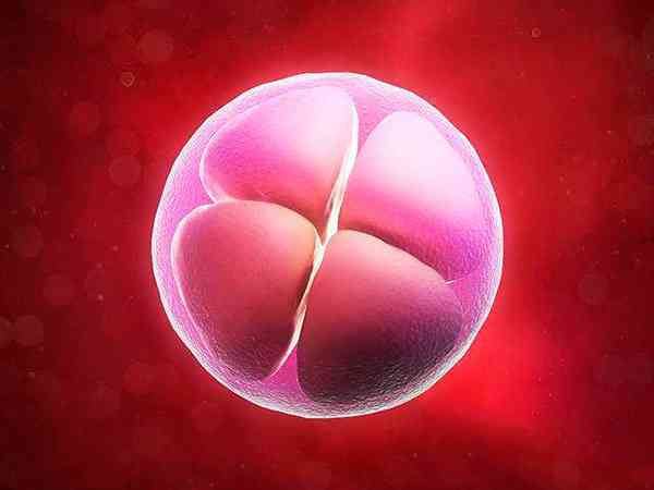优质胚胎和普通胚胎的区别有哪些？