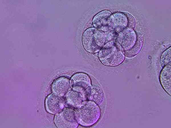六细胞三级胚胎能养囊成功吗？