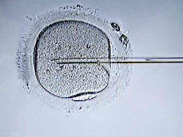 7细胞胚胎养囊成功率高吗？