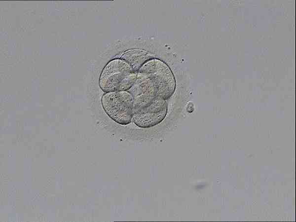 为什么冻囊胚移植第二天最关键？