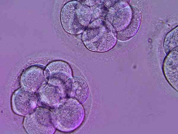 养囊的胚胎是优质的吗？