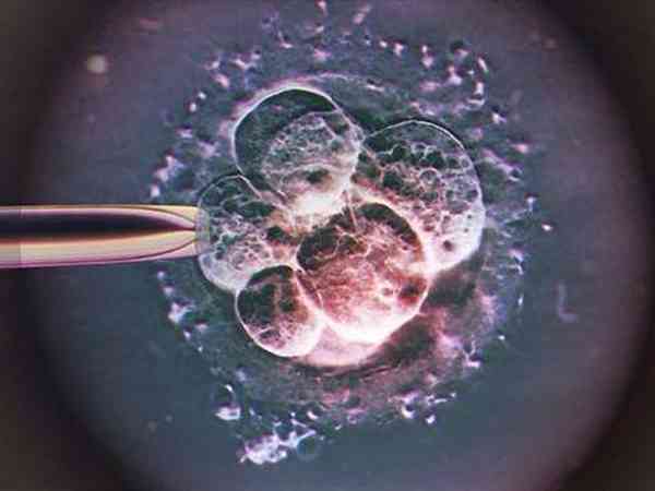 为什么移植两个鲜胚都失败了？