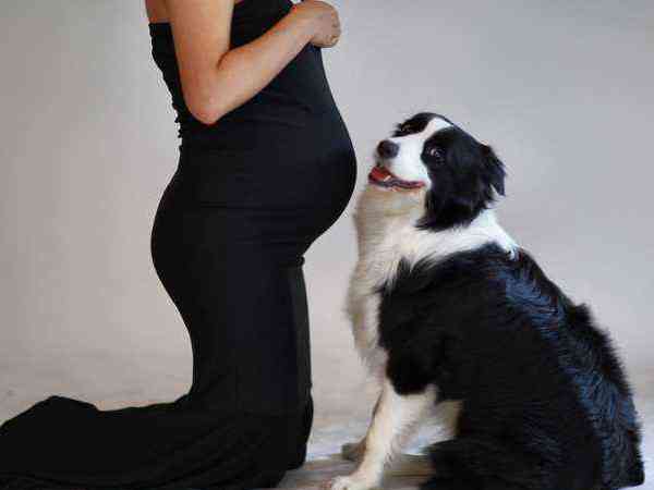 为什么陌生的狗都对孕妇特别友好？