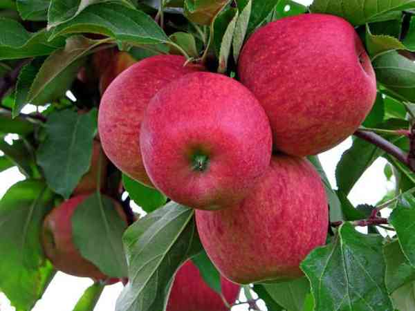 梦见苹果树上结满红苹果是怀孕的征兆吗？