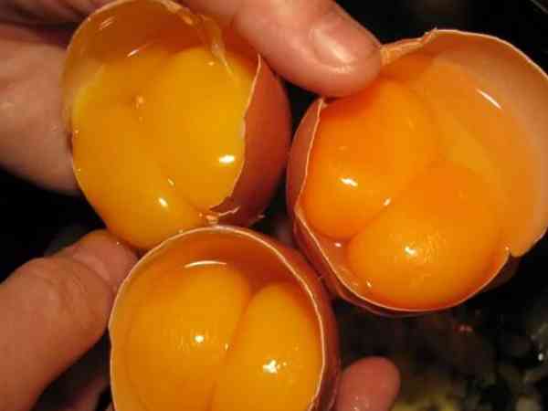市场上为什么那么多双黄蛋?