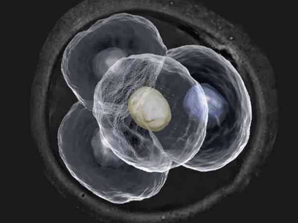 胚胎821是什么级别?