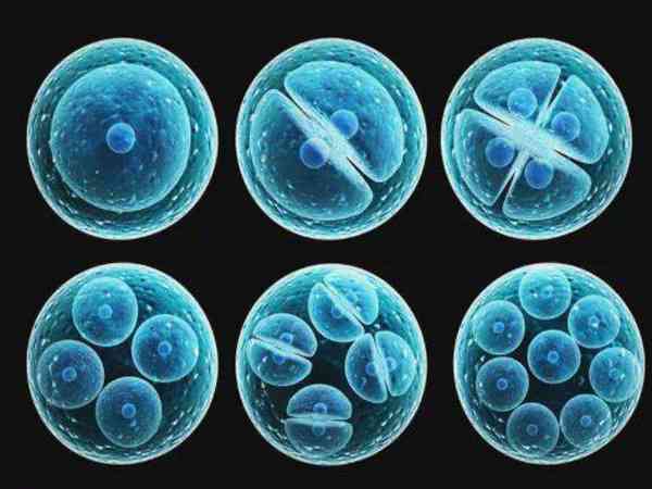 胚胎第三天只有4细胞好不好？