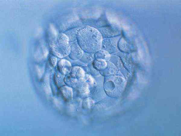 马赛克胚胎能移植么？