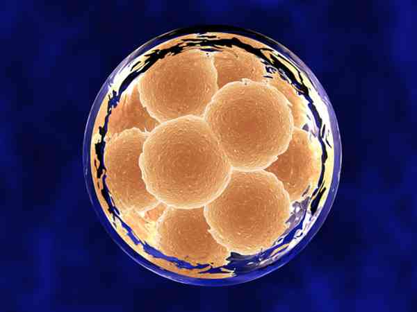 1PN的4BB囊胚能移植吗？