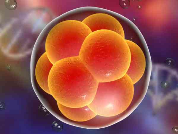 为什么医生不建议移植6细胞胚胎？