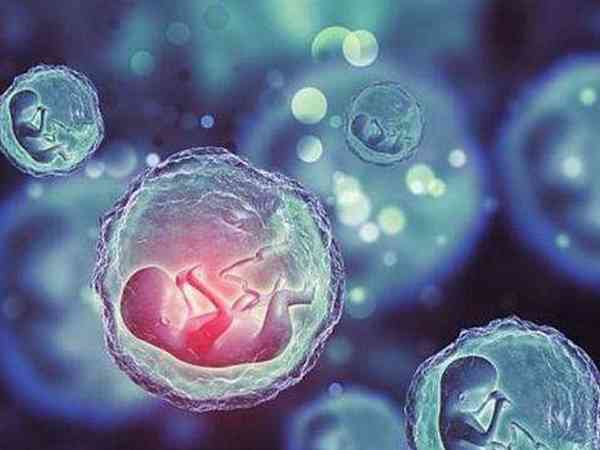 三级胚胎养囊胚的成功率有多少？