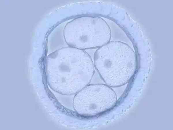 养囊成功的都是优质胚胎吗？