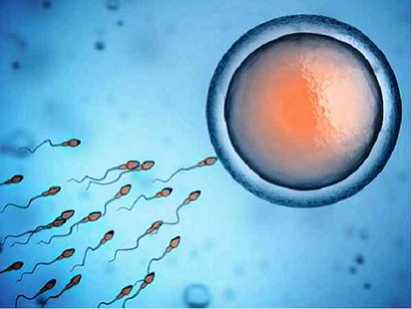 取了38个卵子培养胚胎的成功率有多高？